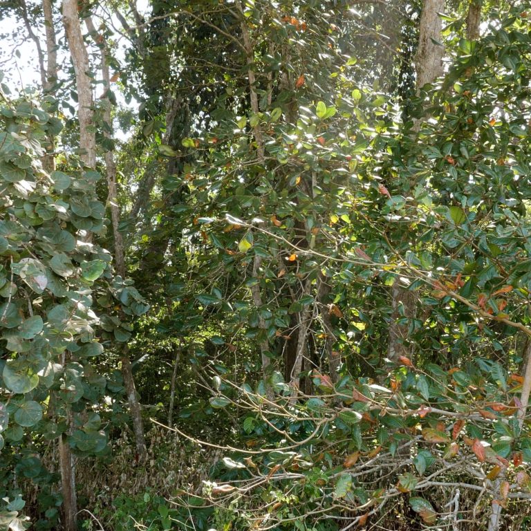 Windy Rain Forest – PC 60 min